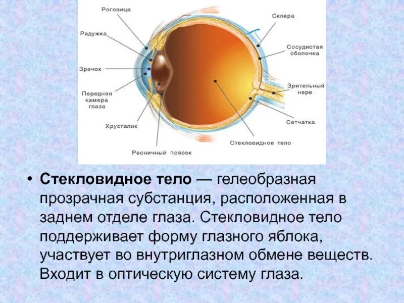 Зрительный анализатор строение глаза. Схема строения глазного анализатора. Глазной анализатор строение биология 8 класс. Строение стекловидного тела глаза. Поддерживает форму глаза