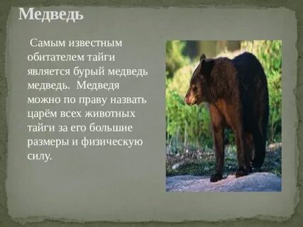 Интересные факты о животных тайги