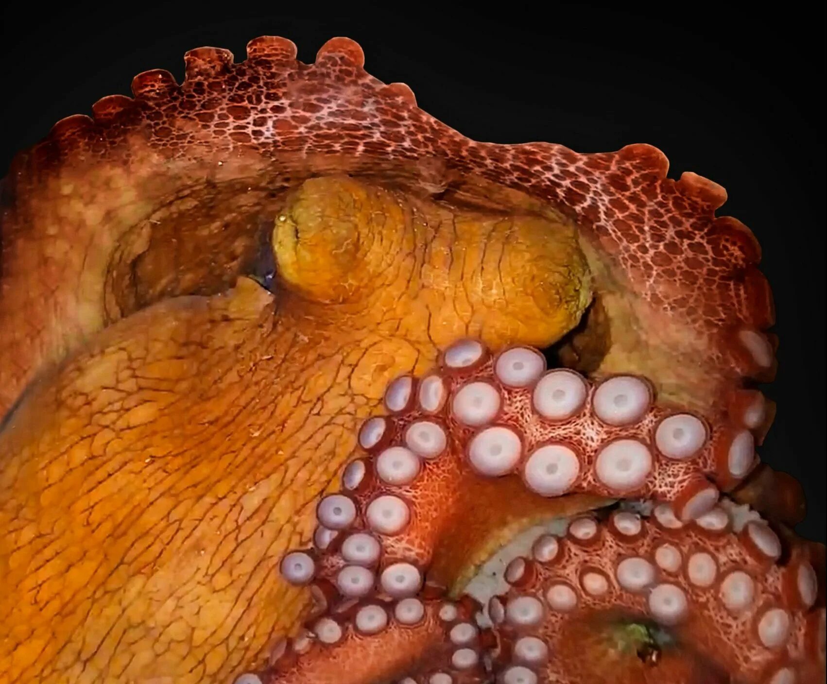 Биологи обнаружили удивительное явление. Перепончатый осьминог. Удивительные Осьминоги. Мозг осьминога. Осьминог красивый.