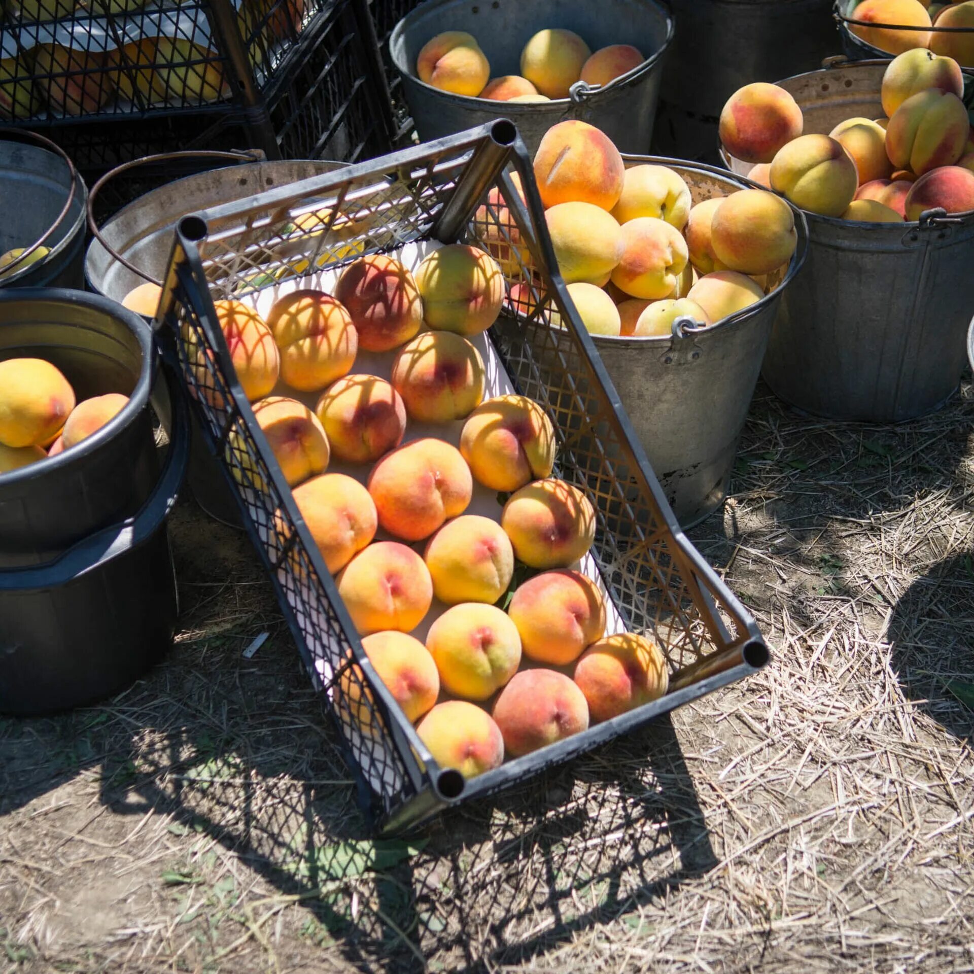 Персик бьянка ди верона. Ящик персиков. Сбор урожая персиков. Урожай персиков. Абрикос самоплодный.