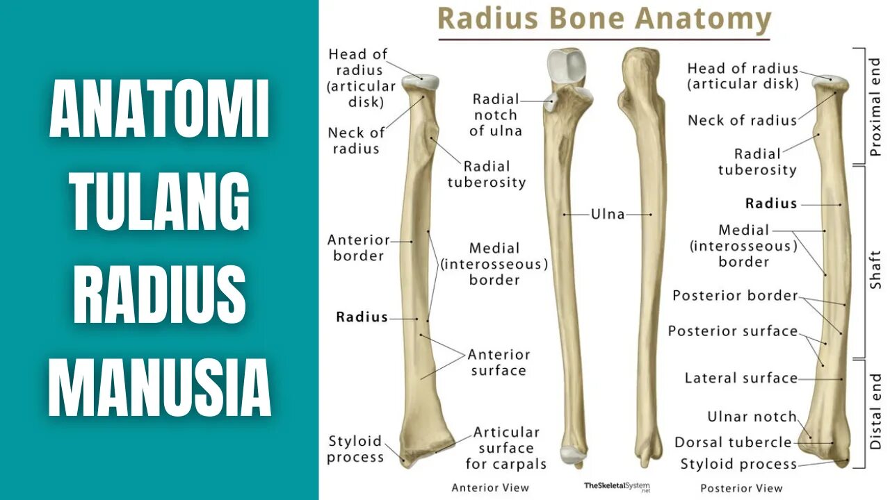 Radius на латинском. Radius кость. Mass of black hole. Ulna анатомия. Лучевая и локтевая кость анатомия.