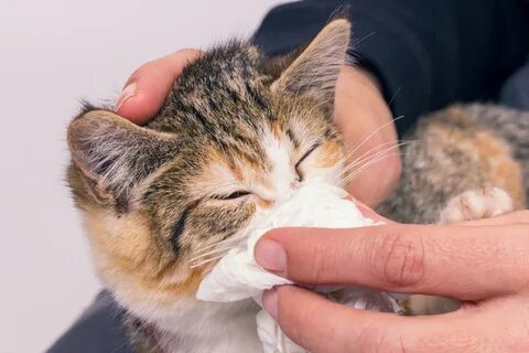 Что делать если кот кашляет