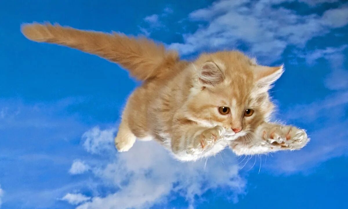Кот летит мем. Летающие коты. рыжий кот летит. летучий кот. котики картинки.