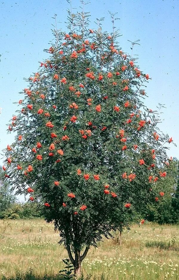 Рябина дерево купить. Рябина обыкновенная Sorbus aucuparia. Рябина обыкновенная кустовая. Рябина обыкновенная (Sorbus aucuparia l.). Рябина обыкновенная с10.