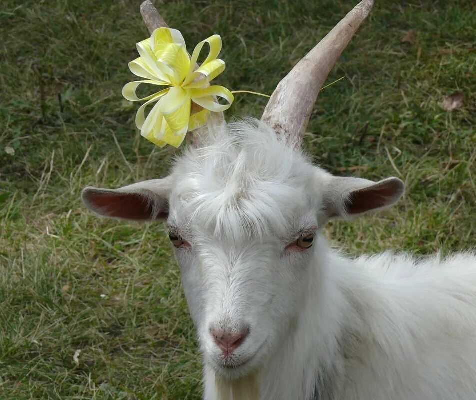 Козочка фото. За. Каза или коза. Каза или коза. Козы на лугу.