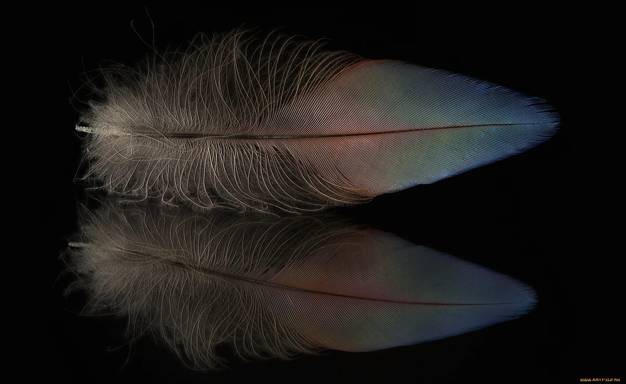 Обои перья фото University of Melbourne research finds the nanostructure of a bird's feathers ca