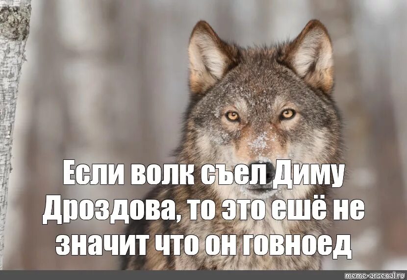 С добрым утром волк. Доброе утро волк Мем. Добрый волк. Волк желает хорошего дня.