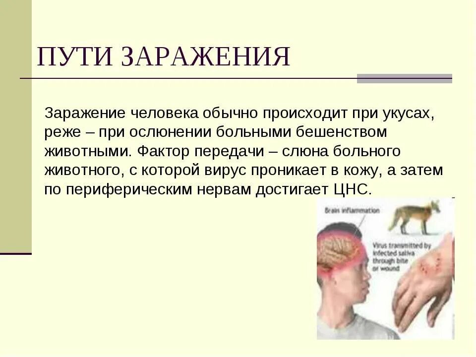 Бешенство пути передачи. Путь передачи при бешенстве. Пути заражения вирусом бешенства. Вирус бешенства способы передачи.