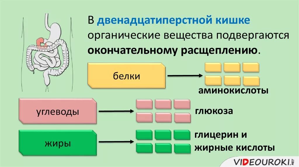 Под действием какого фермента расщепляются белки. Пищеварение в кишечнике всасывание. Пищеварение в двенадцатиперстной кишке. Пищеварение и всасывание в тонком кишечнике. Вещества расщепляющиеся в тонком кишечнике.