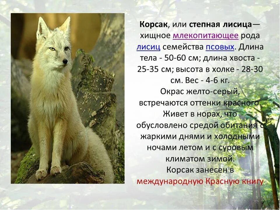 Фото животных описание. Степная лиса Корсак красная книга. Корсак доклад. Лиса Корсак краткое описание. Сообщение о Корсаке.