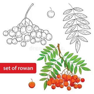 Плод рябины рисунок