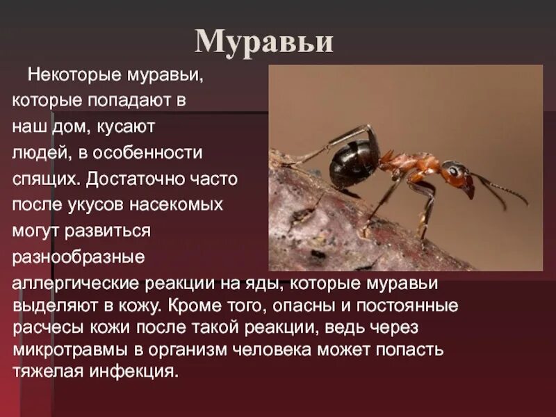 Почему умер муравей