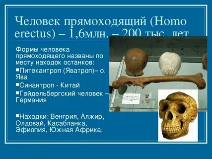 Человек прямоходящий виды