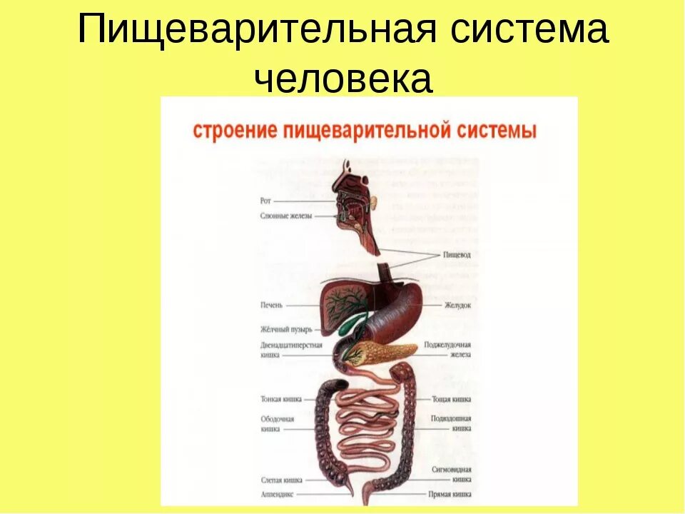 Анатомическое строение пищеварительной системы человека. Схема пищеварительной системы человека 8 класс. Внутреннее строение пищеварительной системы. Вспомогательные органы пищеварительной системы схема.