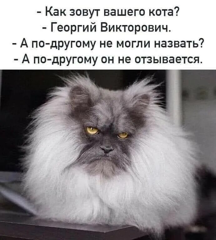 Не всегда откликается на имя. Как зовут вашего кота. всегда недовольный кот. человек злой по утрам.