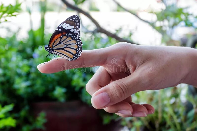 Margot robbie feet однажды в голливуде. Красивая растяжка девушки. На руку бабочка. Средний палец. Девушка садится на пальцы.