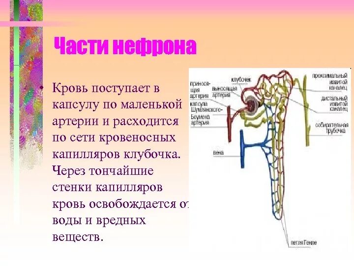 Моча из капсулы нефрона поступает. Части нефрона. Капсула нефрона. Клубочек нефрона. . Кровь поступает в нефрон по.