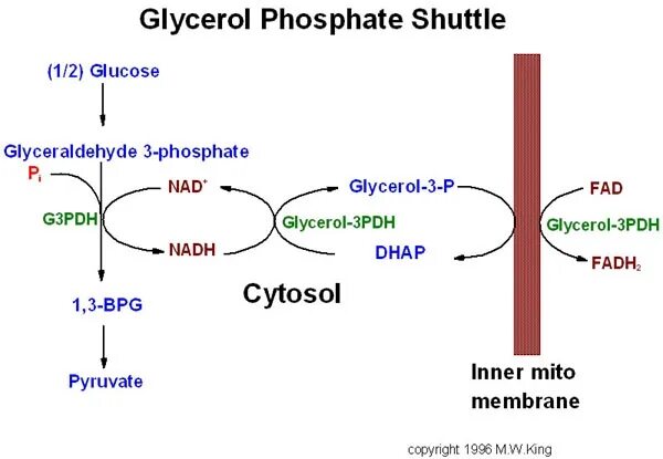 Глицерол 3. Glycerol 3 phosphate shuttle. глицерол 3 фосфат. глицерол в глицерол 3 фосфат. glycerol phosphate shuttle system.