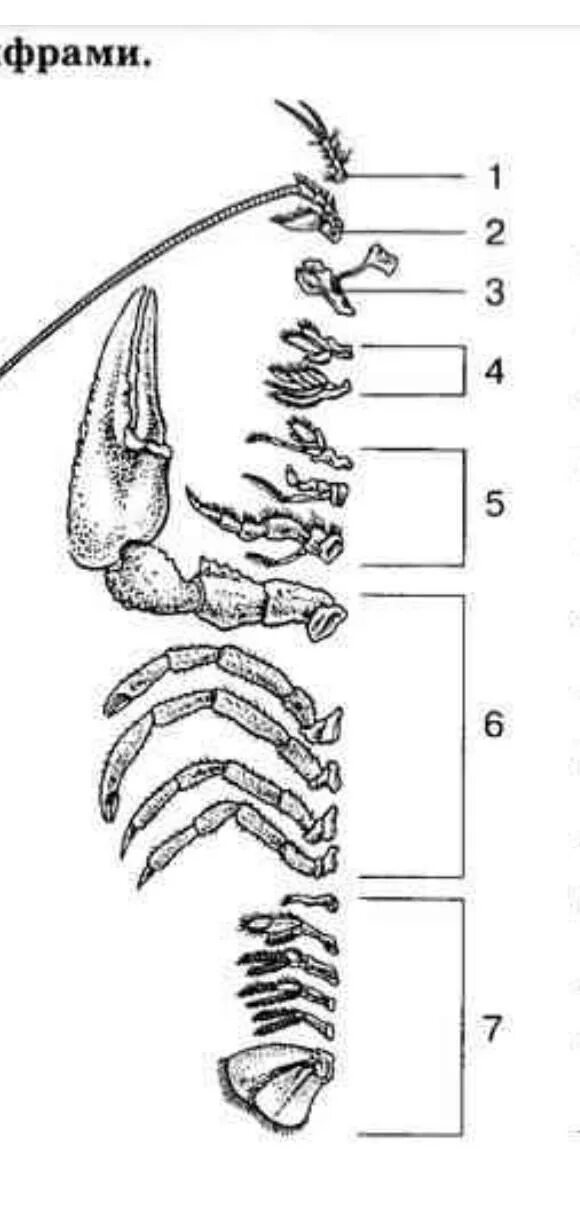 Сколько ног у рака. Конечности ракообразных и их функции. Названия конечностей ракс. Строение конечности Ракк. Строение конечностей ракообразных.