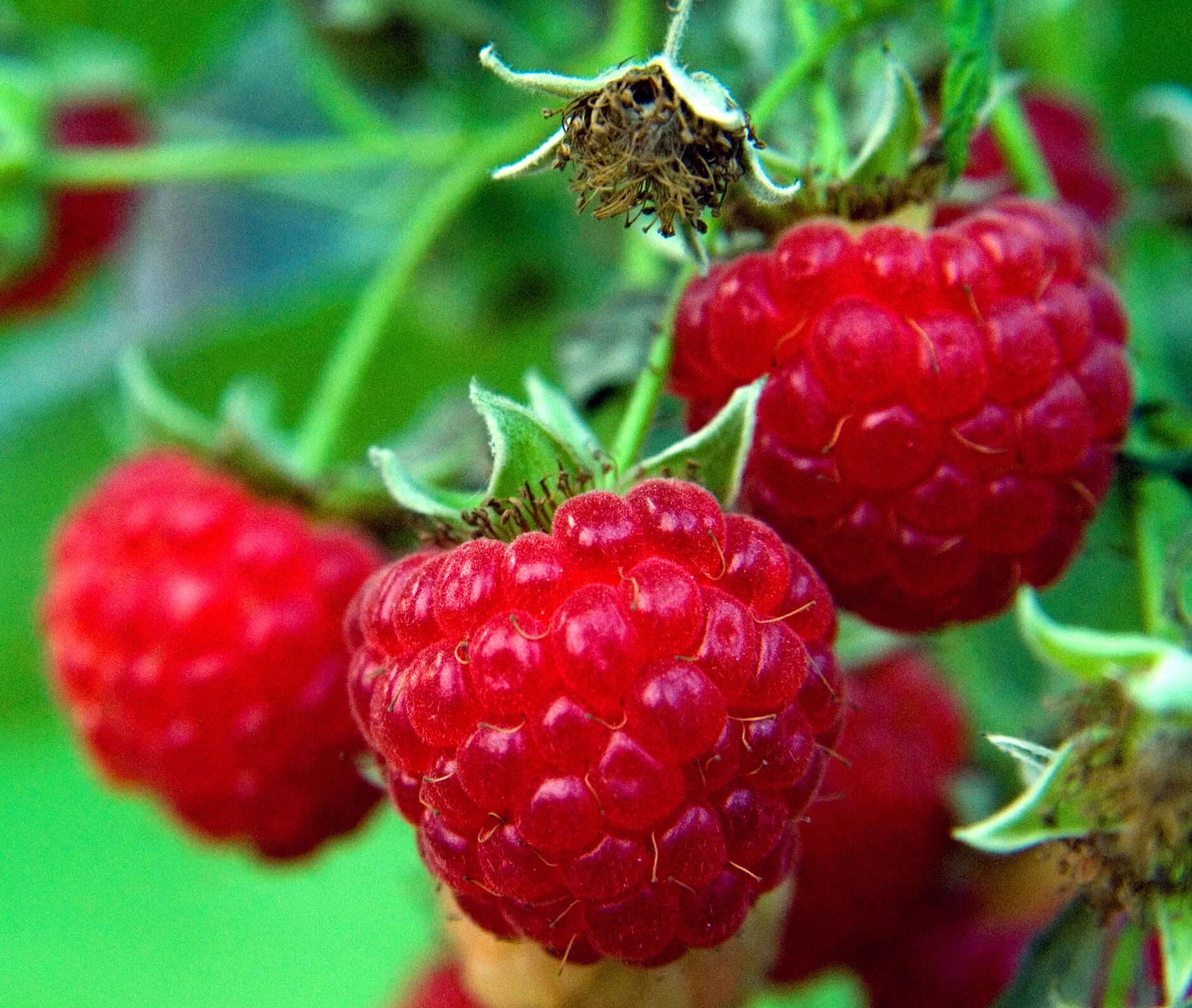 Сорт малины Метеор. Малина Rubus idaeus. Малина крупноплодная Метеор. Малина красная крупноплодная Метеор.