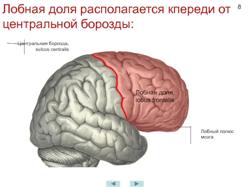 В лобной доле расположен центр