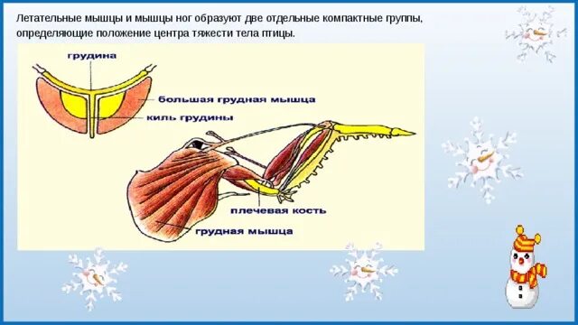 Летательные мышцы. Мышцы птиц. Летательная мускулатура насекомых. Летательные мышцы в скелете птиц. Особенности расположения строения и работы мышц птиц