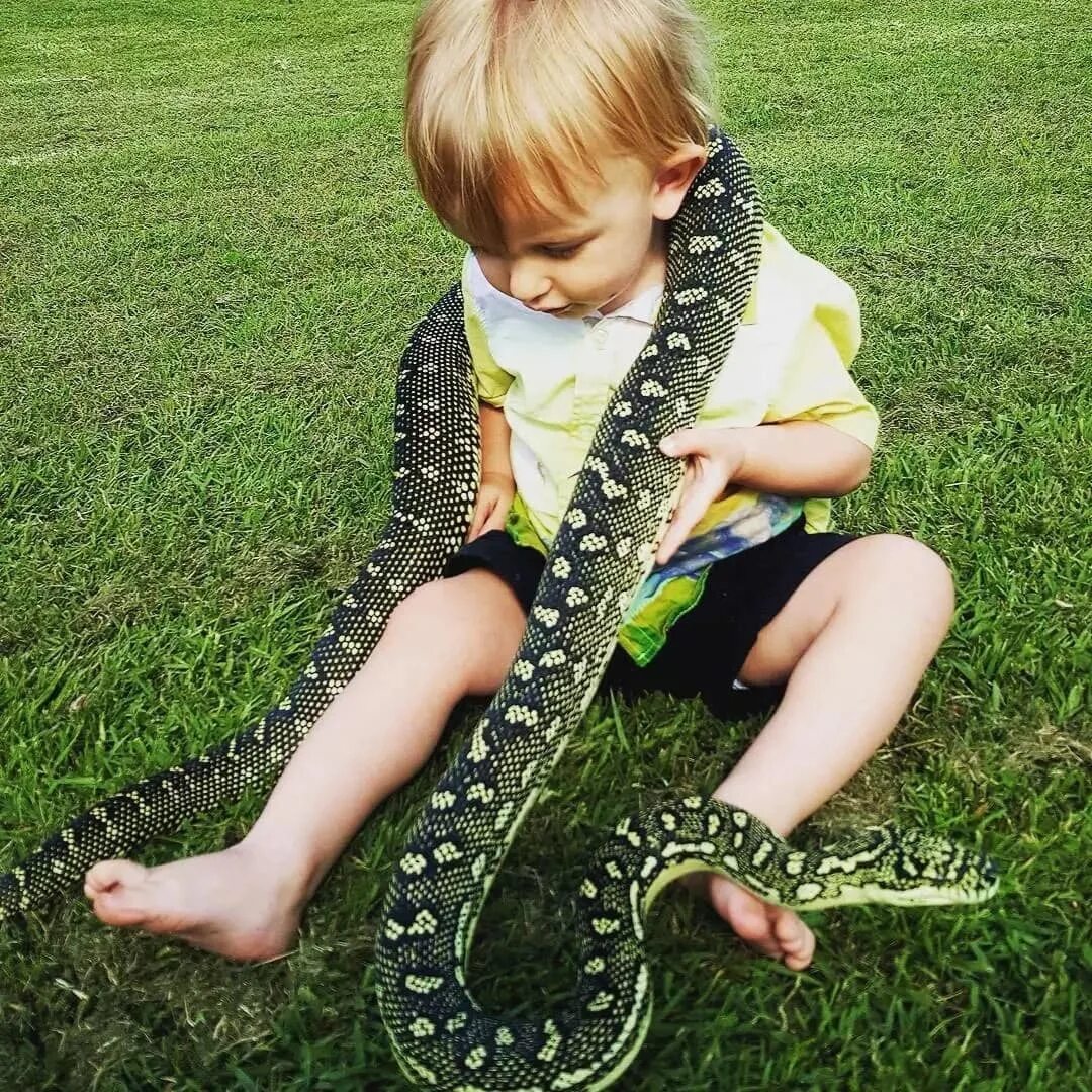 ядовитые змеи. картинки змей с названиями для детей. новый вид змей салазар слизерин. детеныш кобры. ребенок змеи как называется.