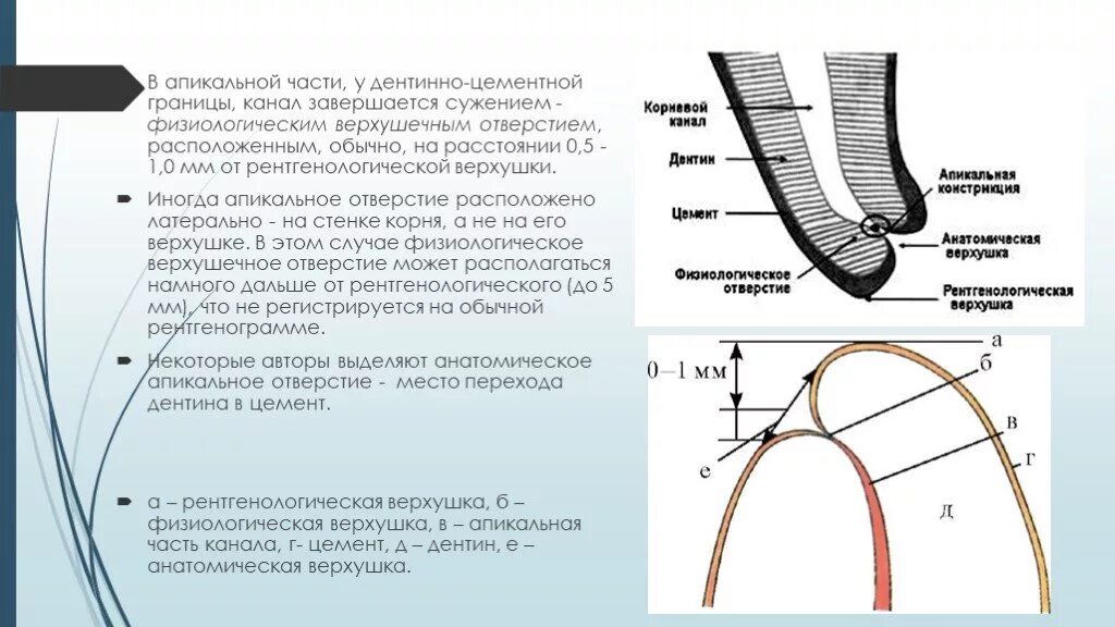 Плотный верхушка