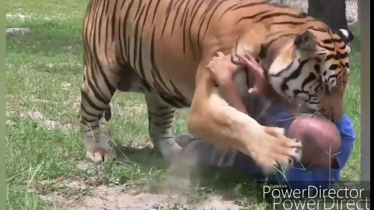 Укус тигра