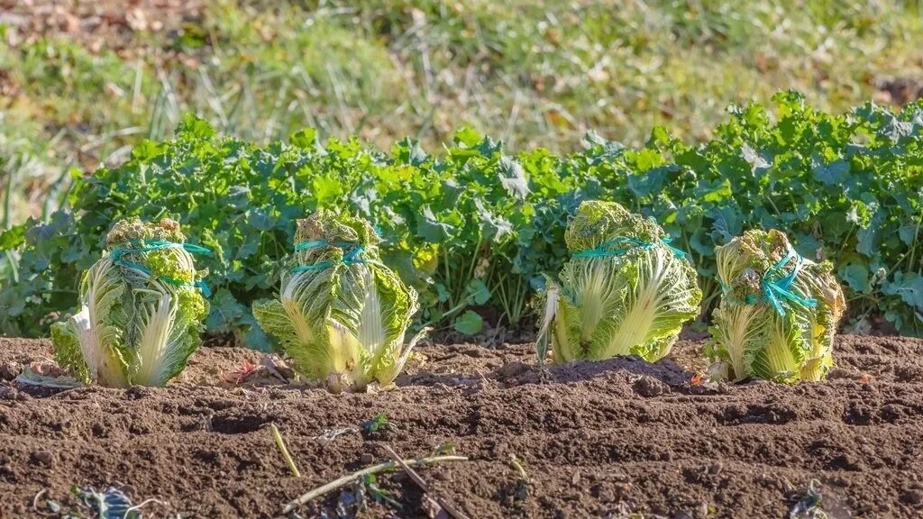 Какую капусту лучше посадить. Мульчирование пекинской капусты. Пекинская капуста рассада,брокколи,. Плантаций пекинской капусты. Пекинская капуста на грядке.