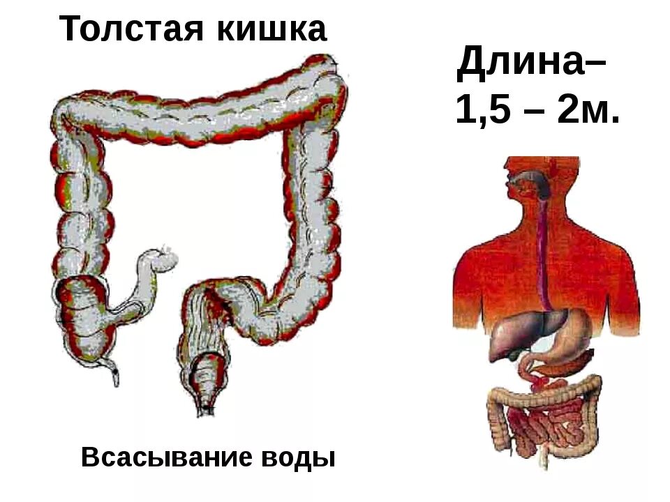 Какой длины толстая кишка. Длина Толстого кишечника у ребенка 5 лет. Длина Толстого кишечника. Всасывание воды.