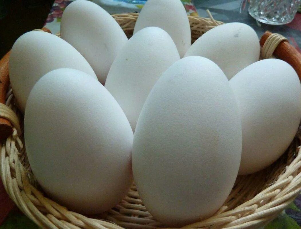 Сколько стоит десяток гусиных яиц. Яйцо гусиное инкубационное. Яйцо утиное инкубационное. Инкубационное яйцо тулузского гуся.