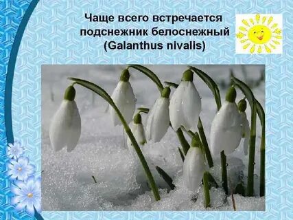 Подснежник какой способ
