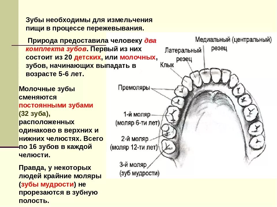 Зуб 1 8. Название зубов в полости рта. Жевательные зубы человека.
