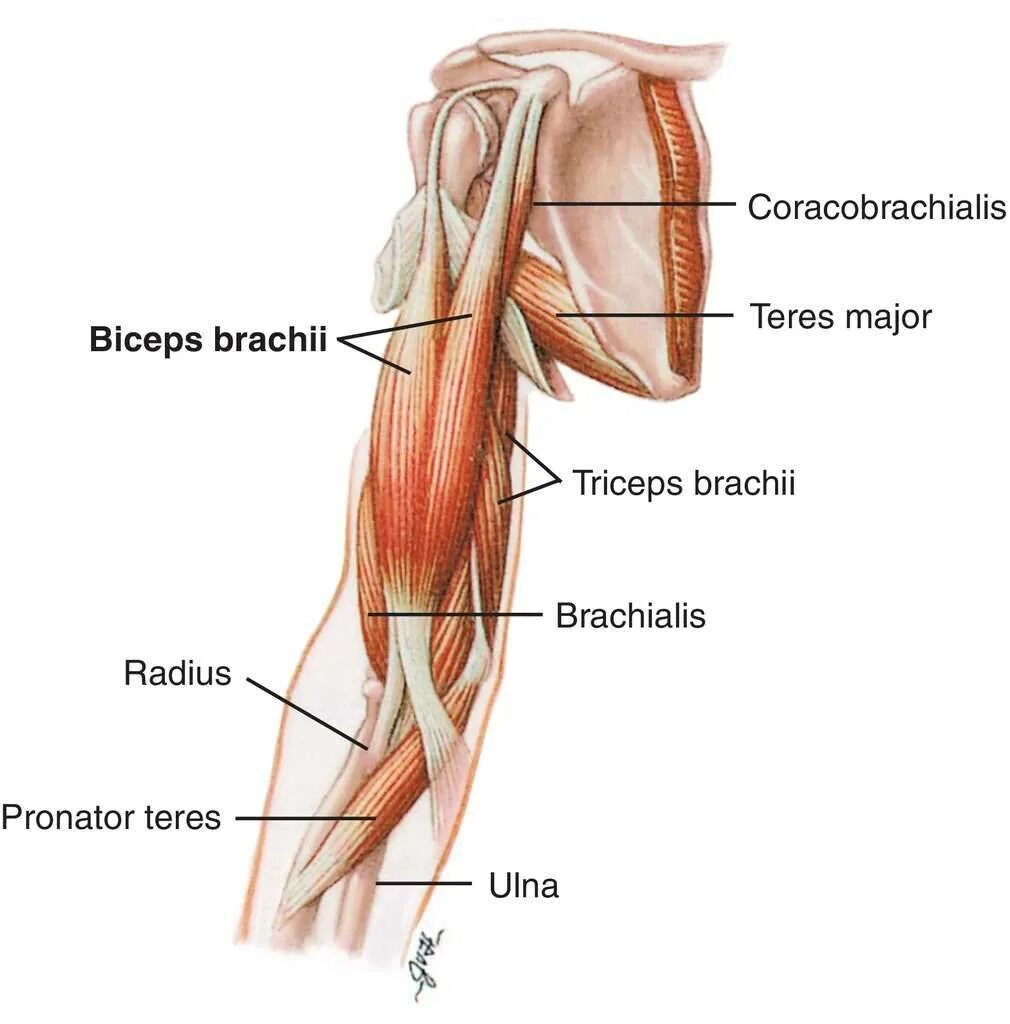 К чему крепится бицепс. Сухожилие двуглавой мышцы плеча анатомия. Сухожилие musculus biceps. Biceps brachii. M biceps brachii.