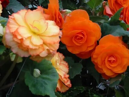 Бегония orange