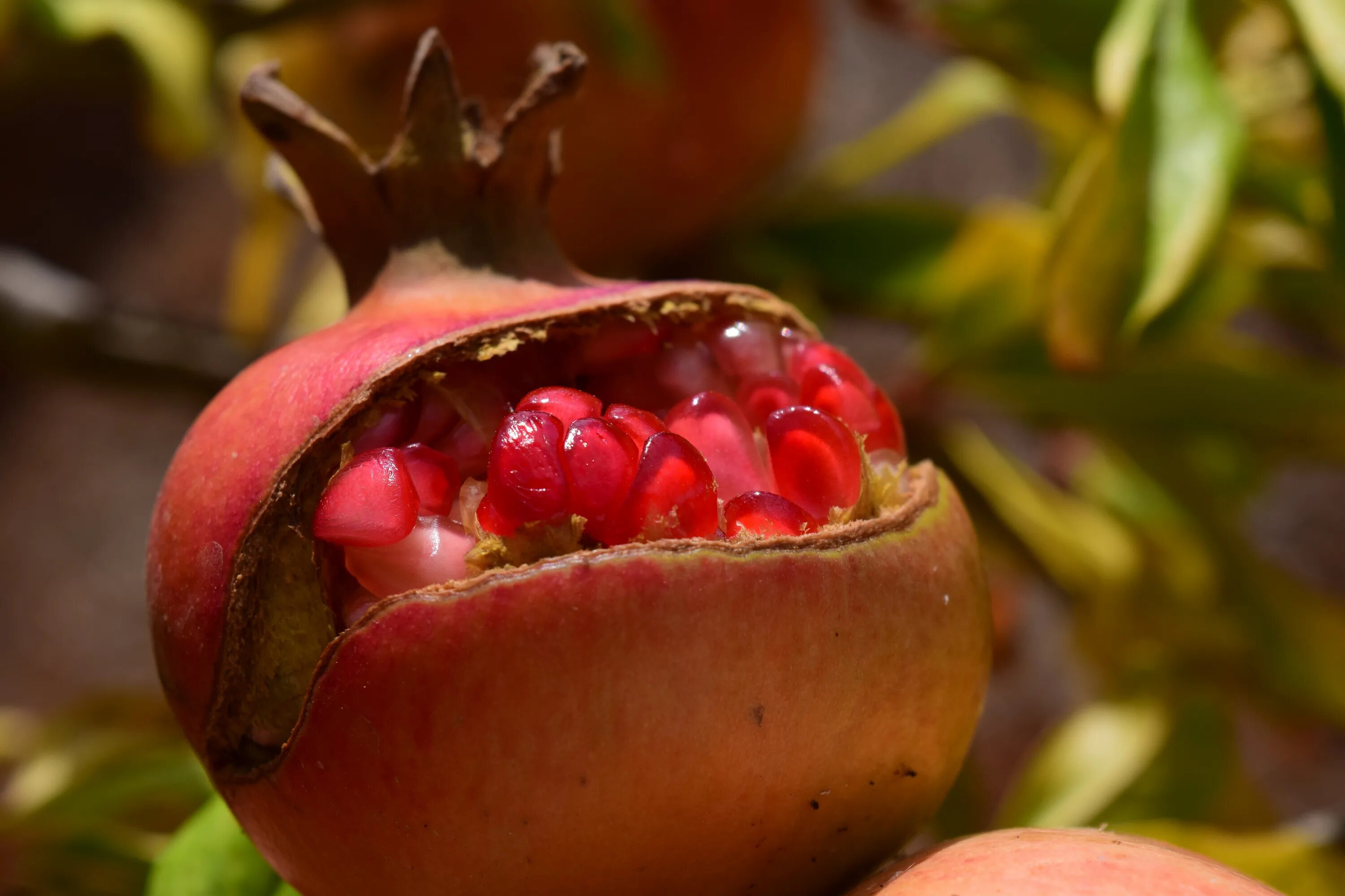 Красные фрукты названия. Гранат Ахмар. Punica granatum. Незрелый гранат. Переспелый гранат.