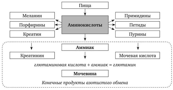 Нарушение конечных этапов белкового обмена. Этапы нарушения белкового обмена. Патология конечного этапа обмена белков. Схему нарушения азотистого обмена. Конечные продукты белкового