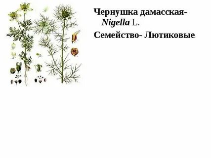 Семейство л
