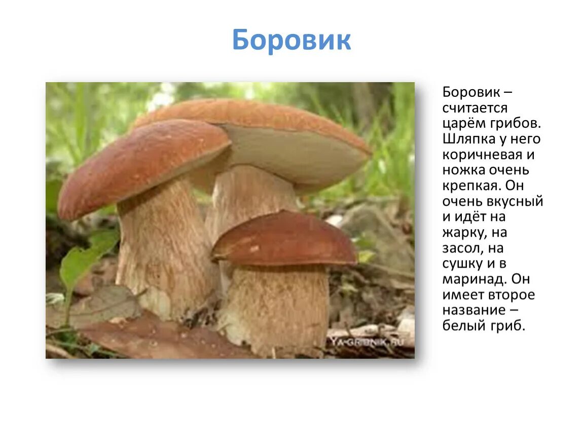 Белые грибы 3 класс. Белые грибы 3 класс