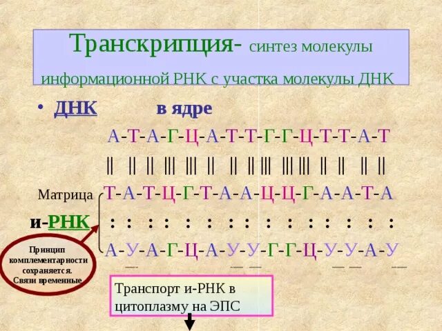 Фрагмент цепи днк имеет последовательность атааггатгццтттт. Транскрипция это Синтез ИРНК. Биосинтез белка транскрипция а-т г-ц. Транскрипция ДНК И РНК. ДНК А---Г---Ц Т А---Ц Г---Т ИРНК.