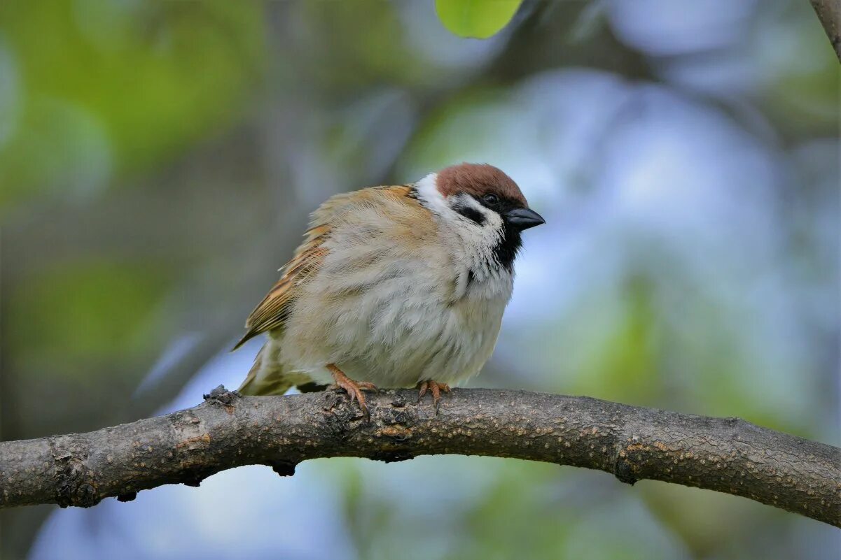 томск дом купца леонтия желябо. птица усадьба. дрозд рябинник fieldfare turdus pilaris. дом с жар птицами томск. усадьба яшюнай бронзовая птица.