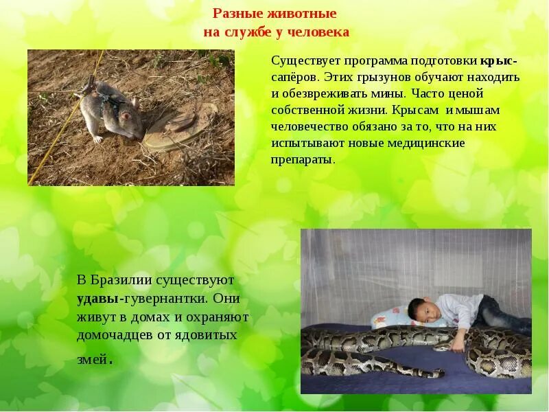 Сообщение люди и животные. Профессии животных на службе человека. сообщение животные на службе у человека. какой зверек помог людям спастись от них. какой зверёк помог людям спастись от них в сказке.