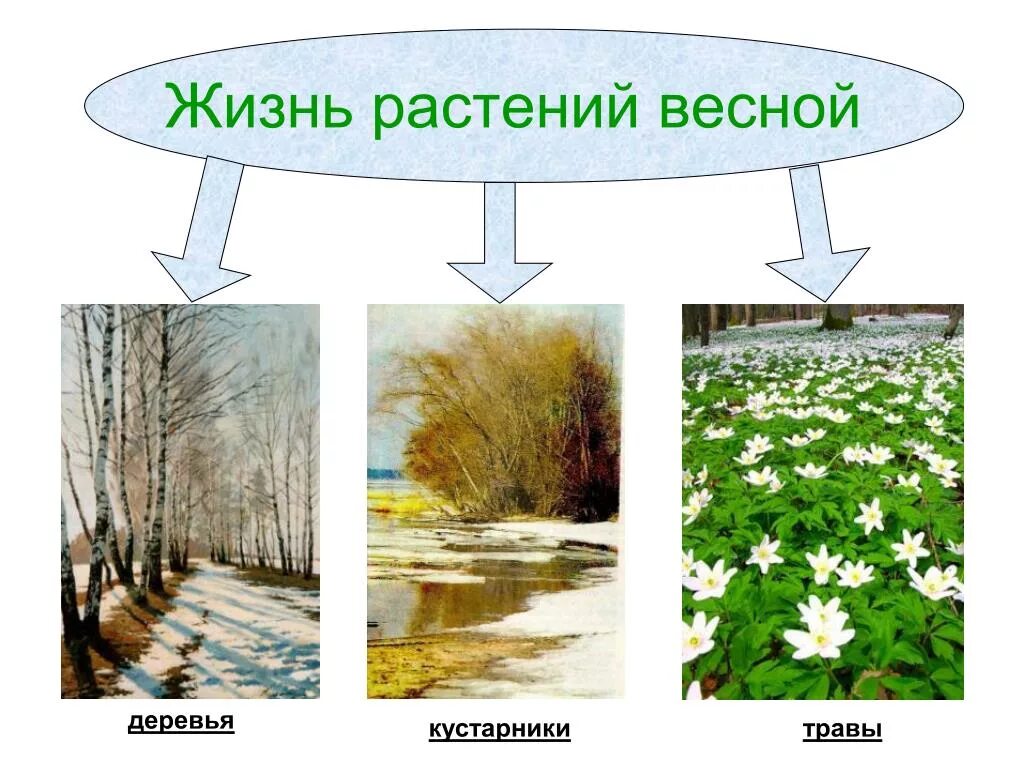 Изменениями в жизни растений и животных. Изменения в жизни растений весной. весенние изменения в жизни растений. весна в жизни растений. весенние признаки в природе.
