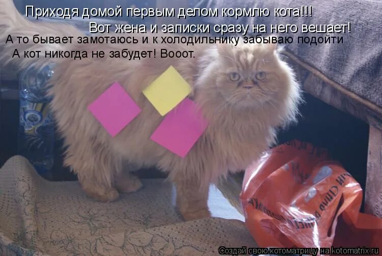 Прикольная напоминалка. Покорми кота юмор. Приколы с котами с надписями. Смешные коты с надписями. Забыли про это указать