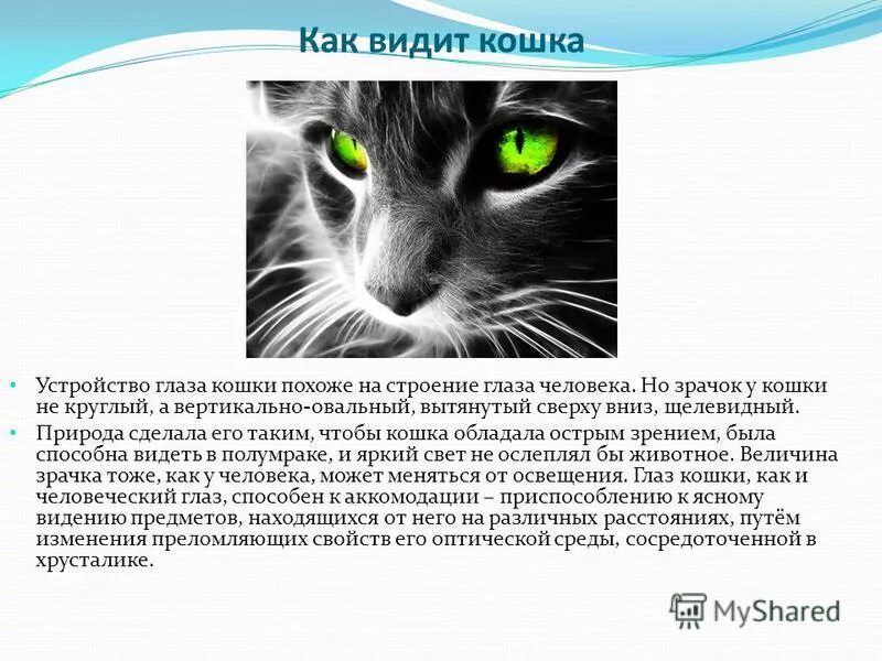 Она видит кошку. Зрение кошек. Как видят кошки. Кошки различают цвета. Как видишь.