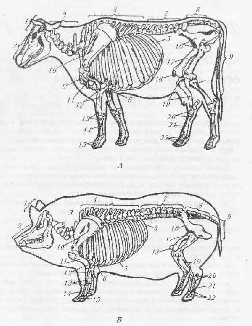 Строение тела животных. Диафрагма анатомия животных. Органы коровы. Внутренние органы животного. Анатомические особенности животных
