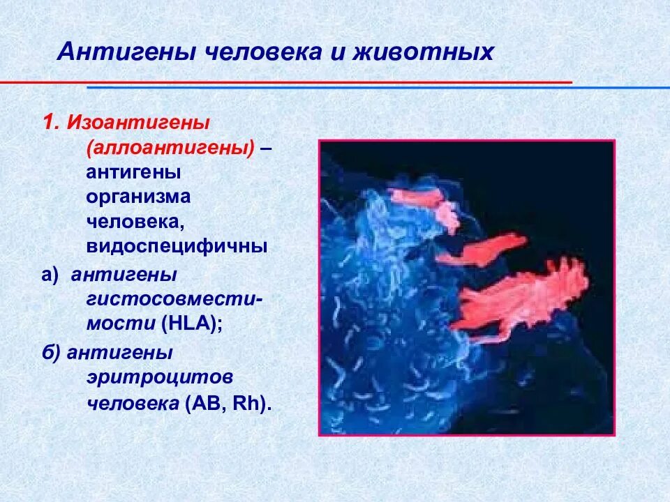 Выработка антигенов. Антигены человека. Антигены человека микробиология. Антигены организма человека микробиология. Источники антигенов для человека.