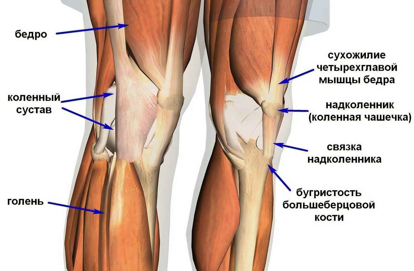 Внутренняя поверхность колена