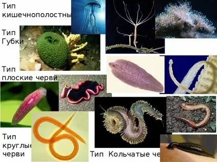 Простейшие кишечнополостные круглые черви моллюски